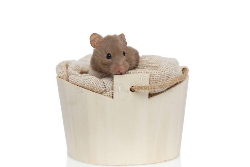 Little Syrian Hamster Making Himself Comfortable in His Bed Stock Photo Image of isolated