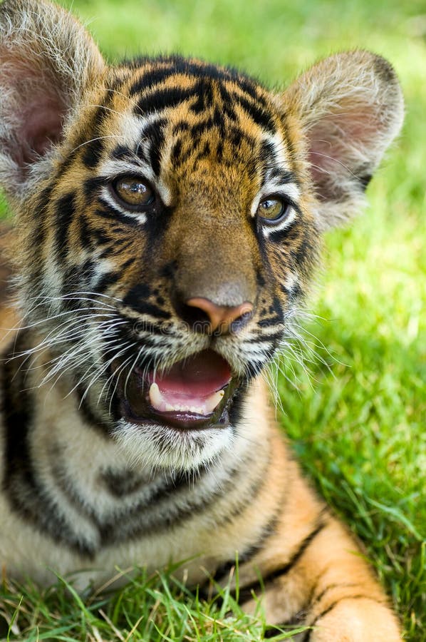 Little tiger stock photo. Image of life, marauder, hunt 17855998