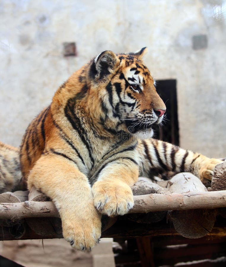 Little tiger stock photo. Image of mammals, palms, fierce 27992776