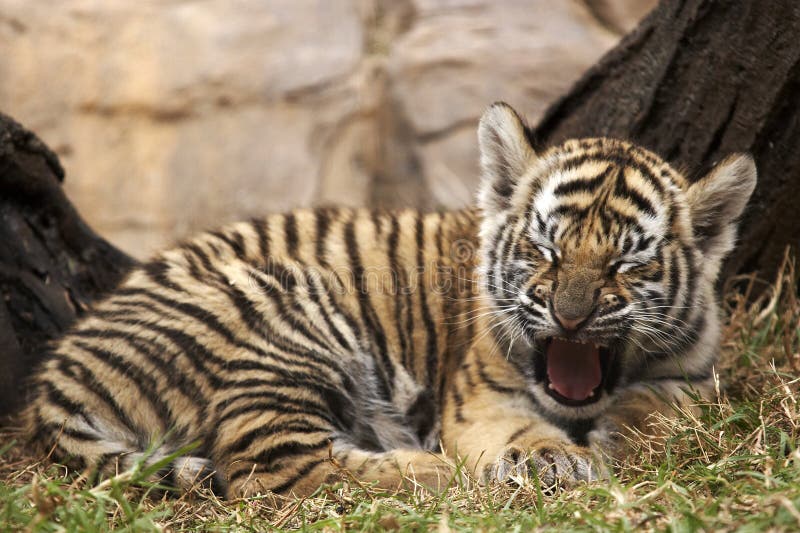 Little Tiger Picture. Image 3011261