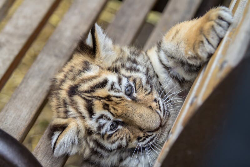 Tiger cub on the bench stock photo. Image of striped 107622626