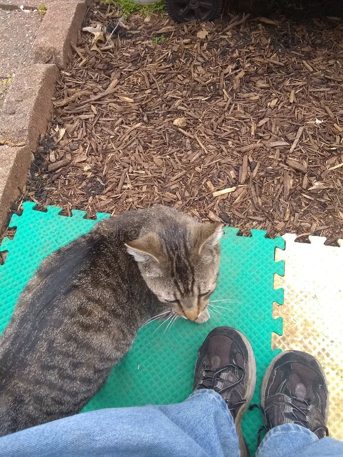 Tiger cub at play stock image. Image of tiger, feline, baby - 363085
