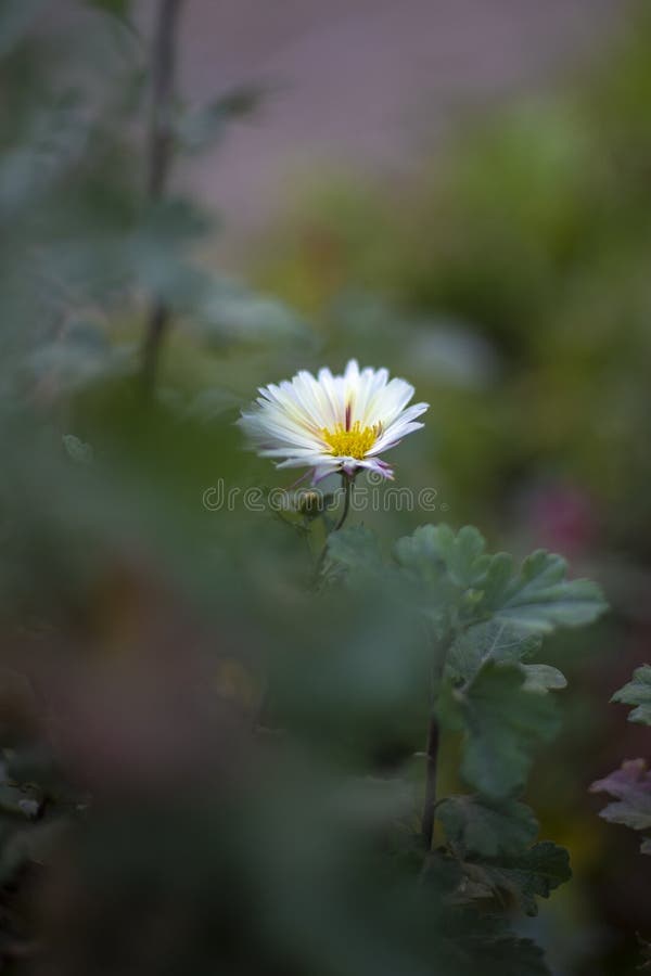 A Little Tiny Fresh Flower in Happy Mood Stock Image Image of little