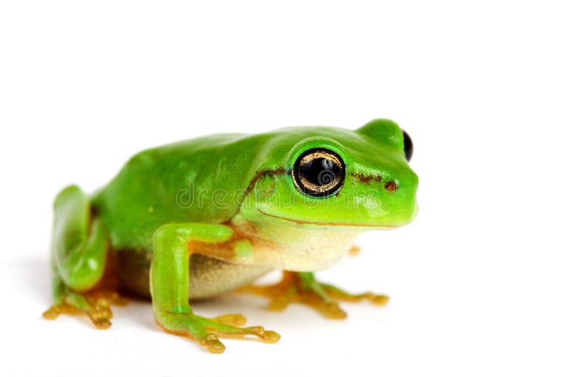 Little tree-frog on white background