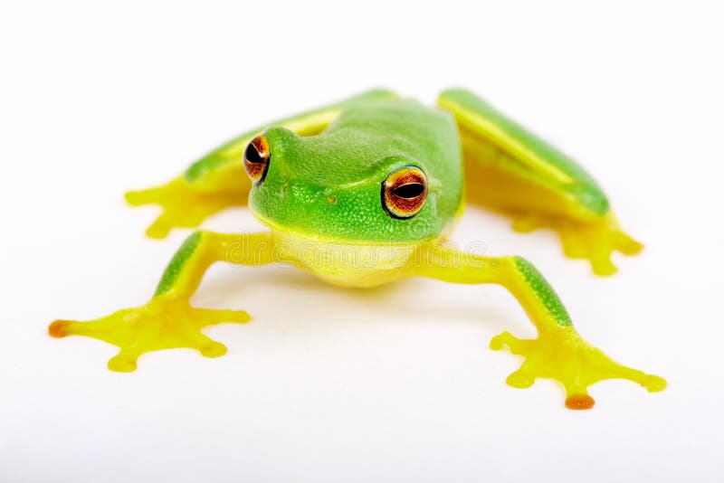 Little Tree-frog on White Background Stock Photo - Image of colorful