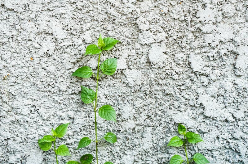 Little Trees Grow on Concrete Wall Stock Photo Image of decoration