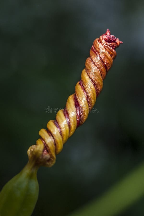 A little twist. stock image. Image of bloom, twist, twists 57114097