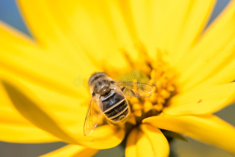 Little wasp collects nectar from flower Jerusalem artichoke in t royalty free stock photos Little wasp collects nectar from flower Jerusalem artichoke in t royalty free stock photos