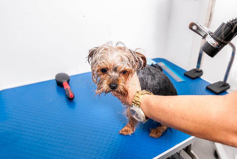How Do Groomers Bathe A Yorkshire Terrier