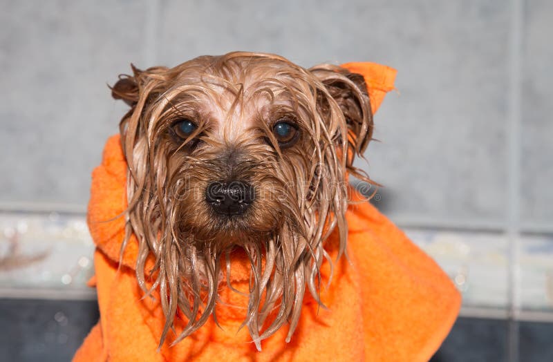 Little Wet Yorkshire Terrier With Orange Towel Stock Image Image of orange, purebred 36087929