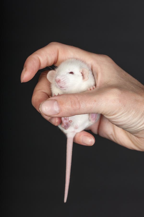 White baby rat and grapes stock photo. Image of small 63225016