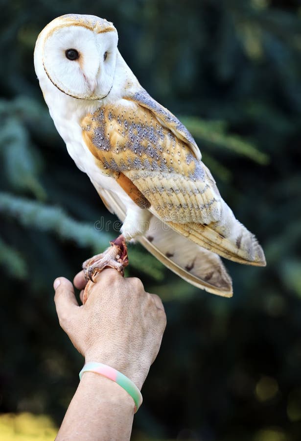 A Little White Barn Owl, Tyto Alba, Italy Stock Image - Image of beak
