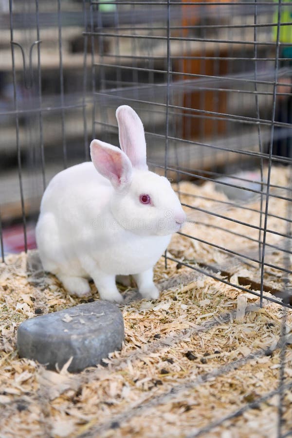Little White Bunny in a Cage at the State Fair Stock Photo Image of