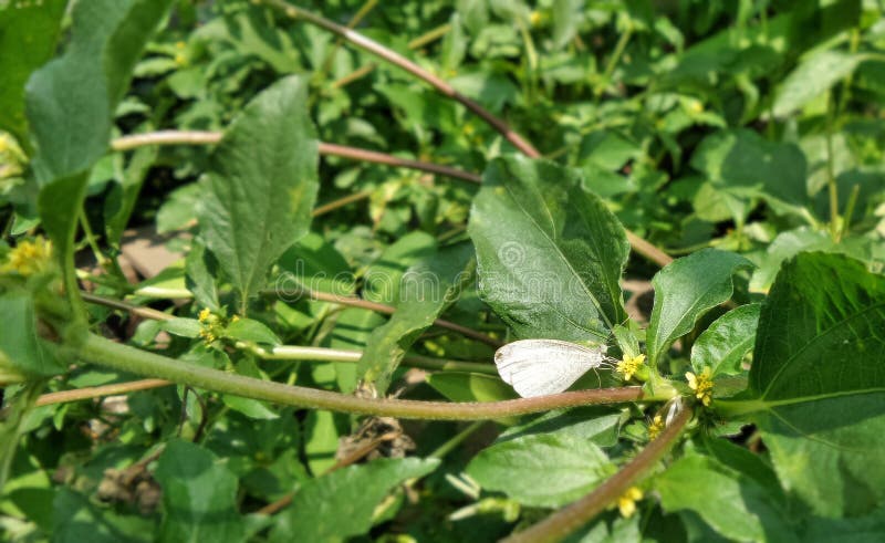 Little white butterfly on small yellow flower and green vine under sun light in the garden stock photos Little white butterfly on small yellow flower and green vine under sun light in the garden stock photos