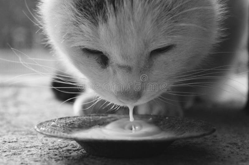 Cat drinks milk stock photo. Image of milk, white, drinks 112393922