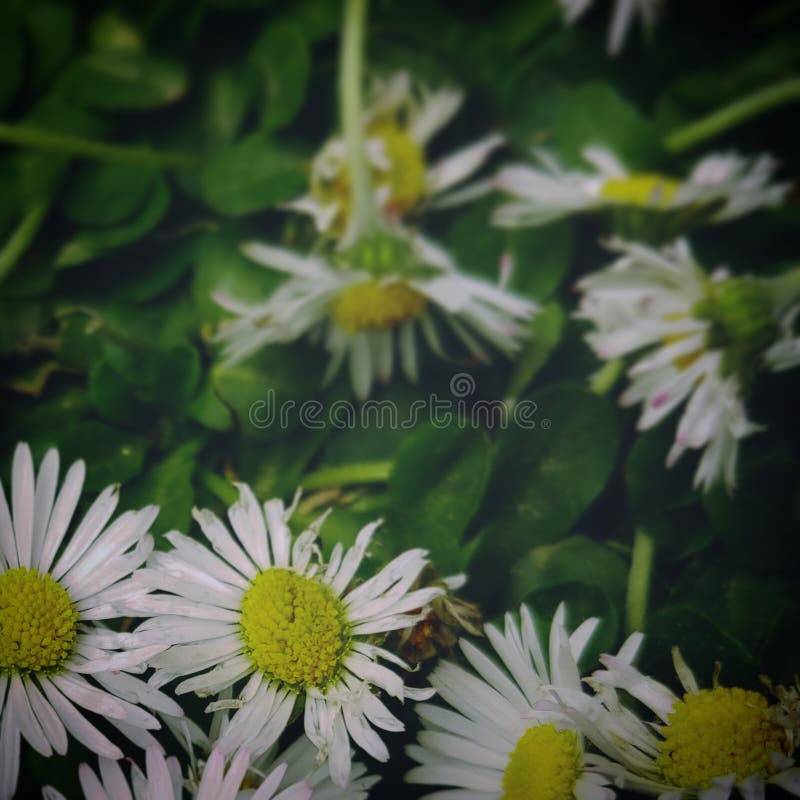 Little White Daisies in May Stock Photo Image of daisy, nature 183565258