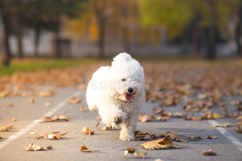 Little white dog in run