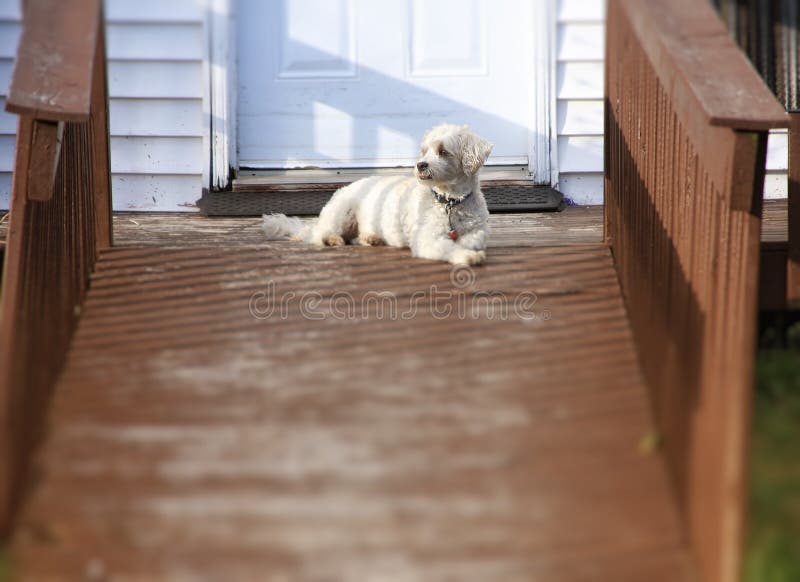 deck ramp for dogs