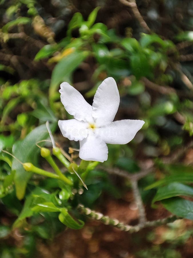 A Little White Flower Blooming Stock Image Image of white, blooming