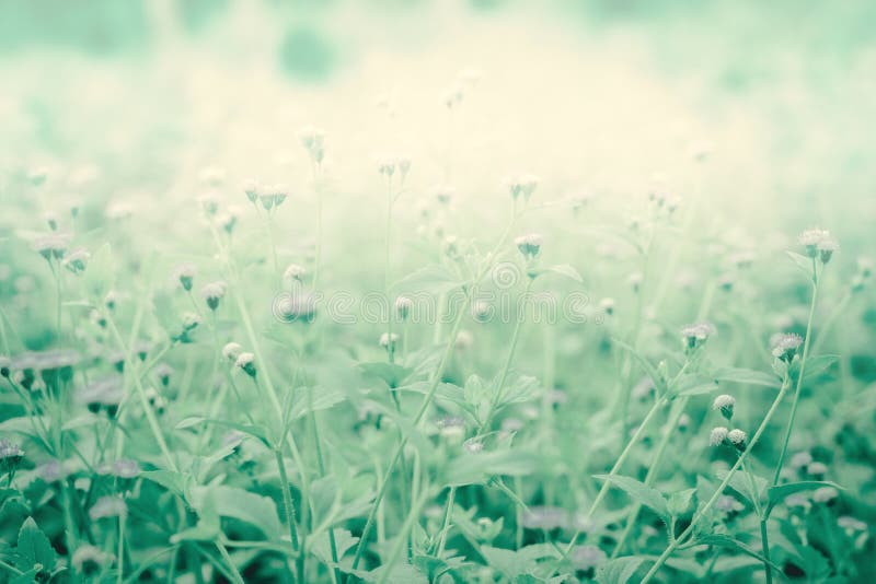 Little White Flower Blooming Fresh Sprinfg Nature Wallpaper Background Stock Image - Image of blur, branch: 147180199 Little White Flower Blooming Fresh Sprinfg Nature Wallpaper Background Stock Image - Image of blur, branch: 147180199