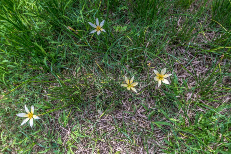 Little White Flower in the Grass Field Meadow Stock Image Image of