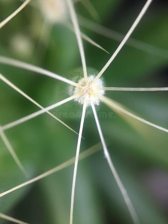 The little White flowers stock image. Image of flowers 202049469
