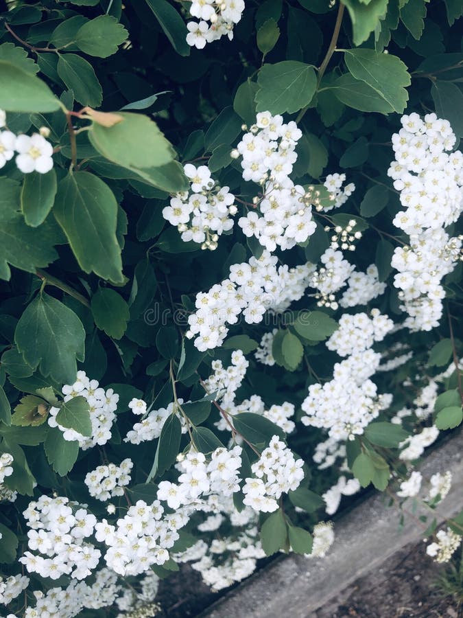 The little white flowers stock photo. Image of summer 145970894