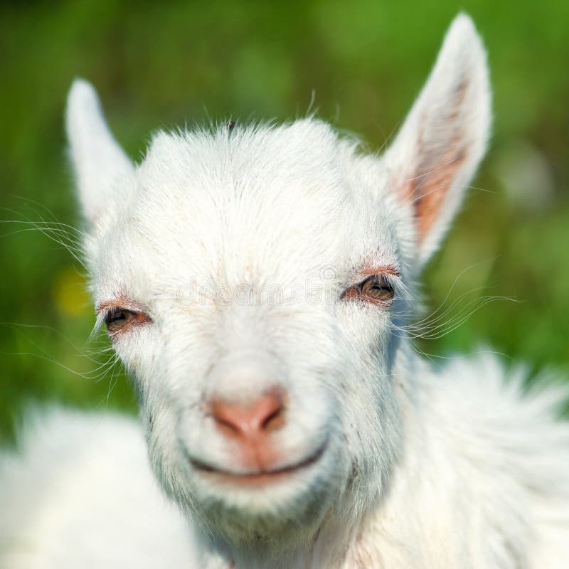 Little goat, kid stock image. Image of animal, head, outdoors 14302963