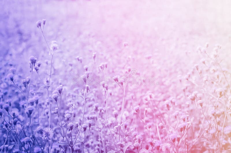 Little white grass flower spring nature pastel color filter