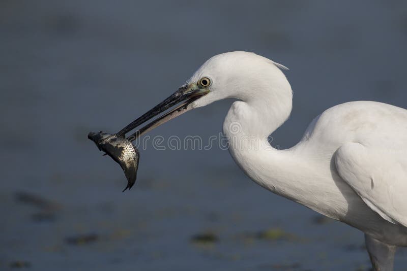 The Little White Heron is fishing. Filmed at the mouth of the Kuban River