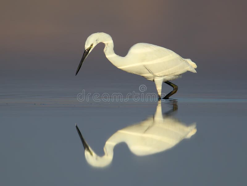 Little white heron on the water with reflection