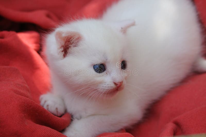 Little white kitten stock photo. Image of studio, tabby 95102298
