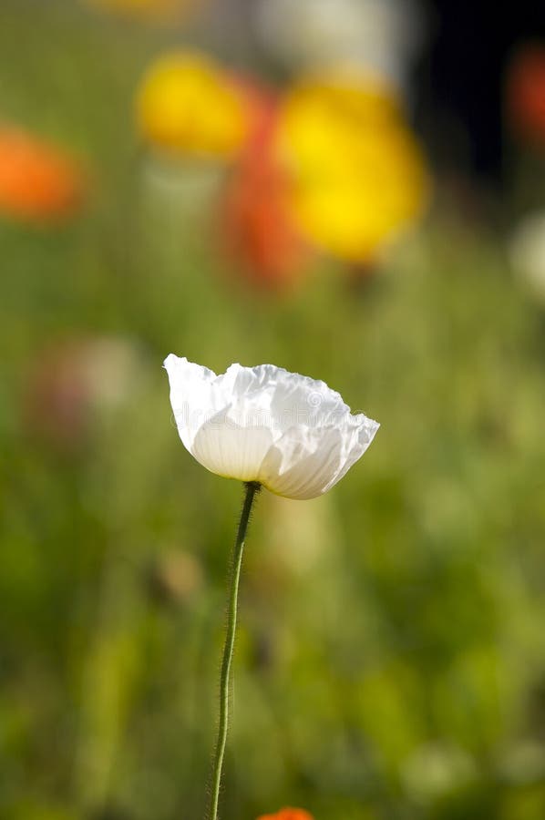 Little White Poppy stock image. Image of bright, white 2683823
