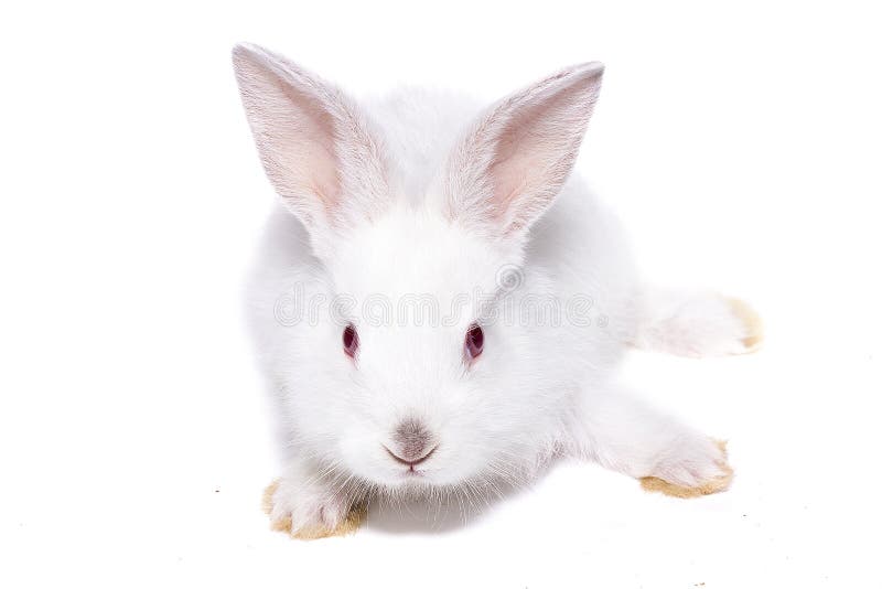 Little White Rabbit with Red Eyes, Isolate Stock Image Image of affectionate, cute 137035611