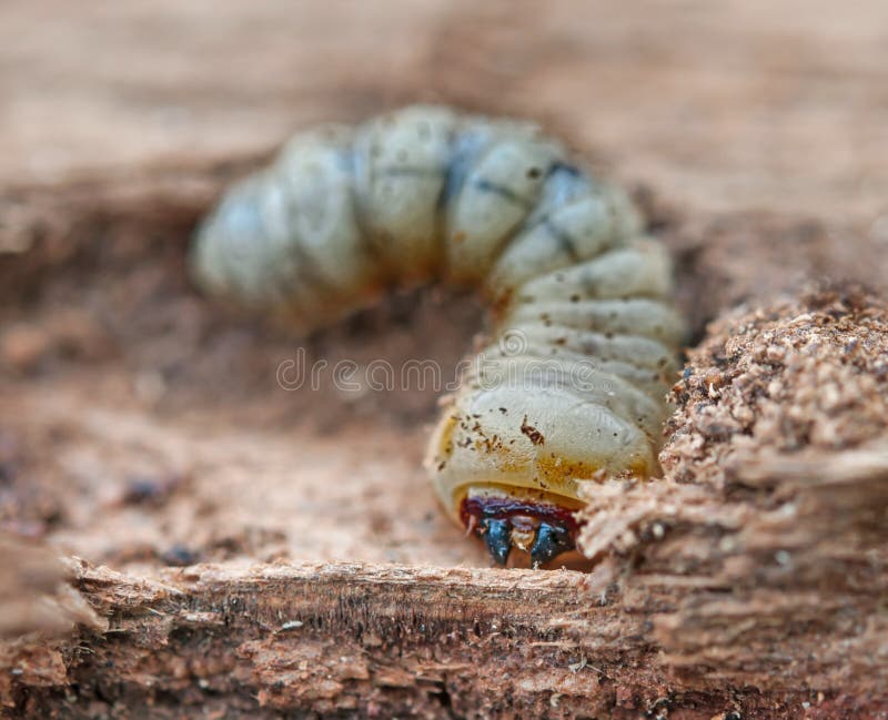 Little woodworm royalty free stock photos Little woodworm royalty free stock photos