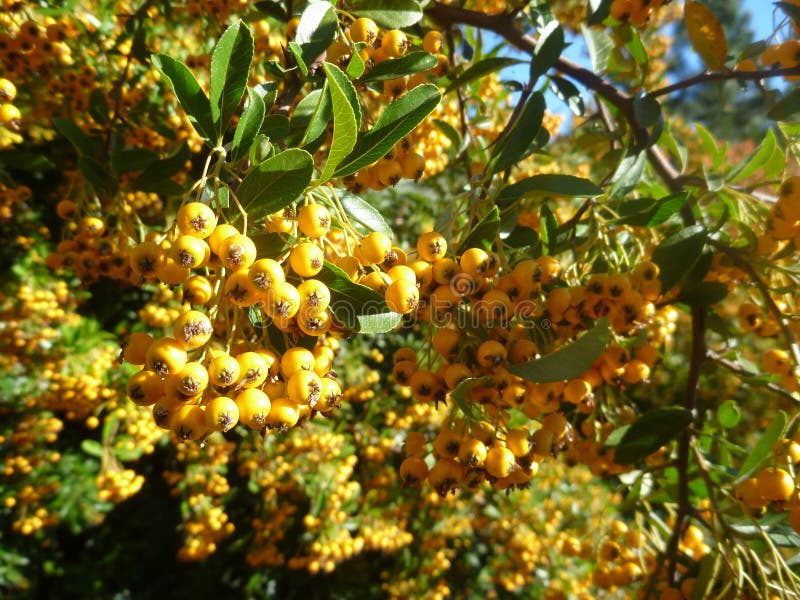 368 Little Yellow Berries Branch Stock Photos Free & RoyaltyFree