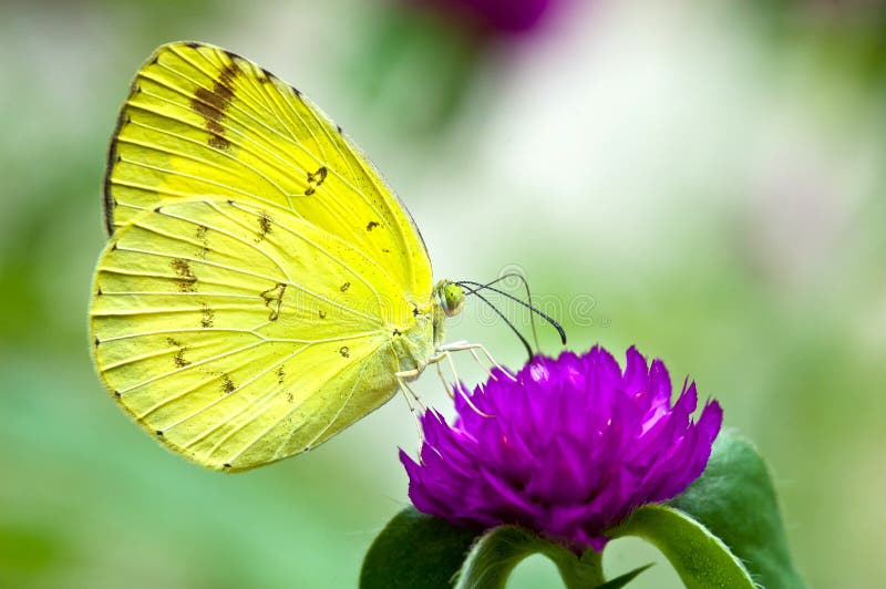 Little Yellow butterfly (eurema lisa) feeding on Globe amaranth