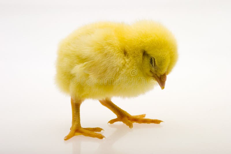 Little yellow chick stock photo. Image of isolated, animal 55251534