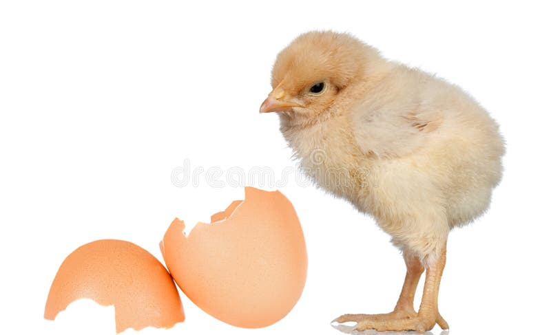 Little yellow chicken with a egg stock images