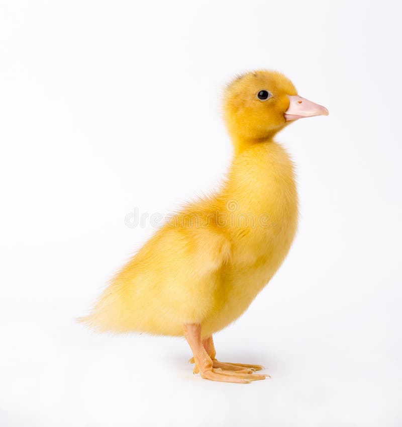 Little yellow duckling stock photo. Image of agriculture - 39666534