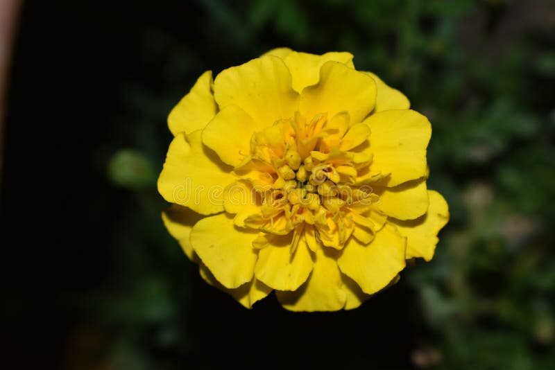 Little yellow flower stock image. Image of background 100295071