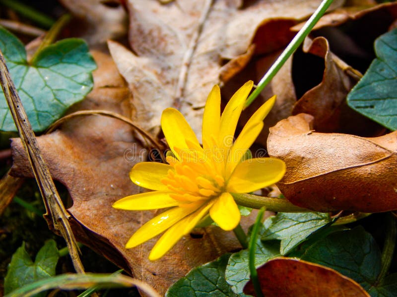 Little Yellow Flower in Spring Stock Image Image of nature, plant 191646389