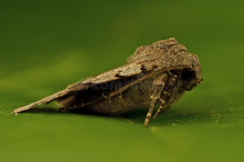 Litura Agrochola, шестерня Брайн-пятна стоковые фотографии rf Litura Agrochola, шестерня Брайн-пятна стоковые фотографии rf
