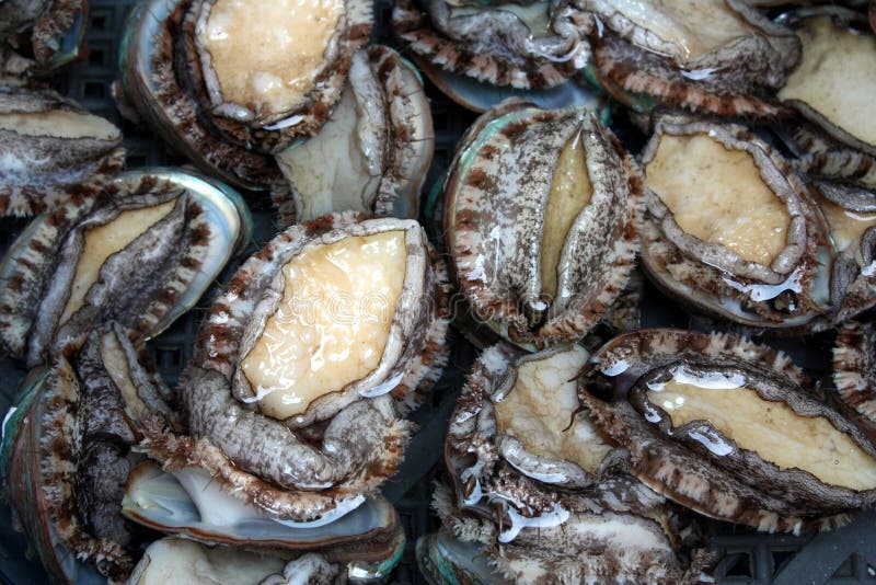 Live Abalones stock image. Image of ocean, aquaculture 26457293