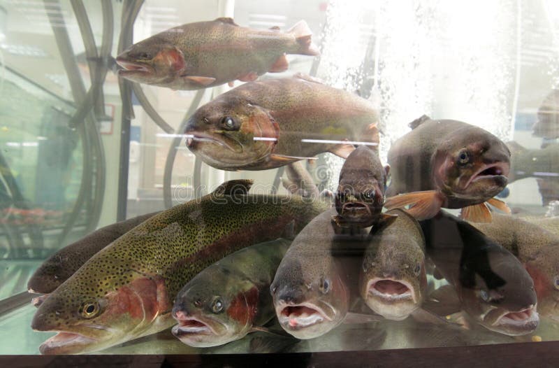 Live aquarium trout fish for sale