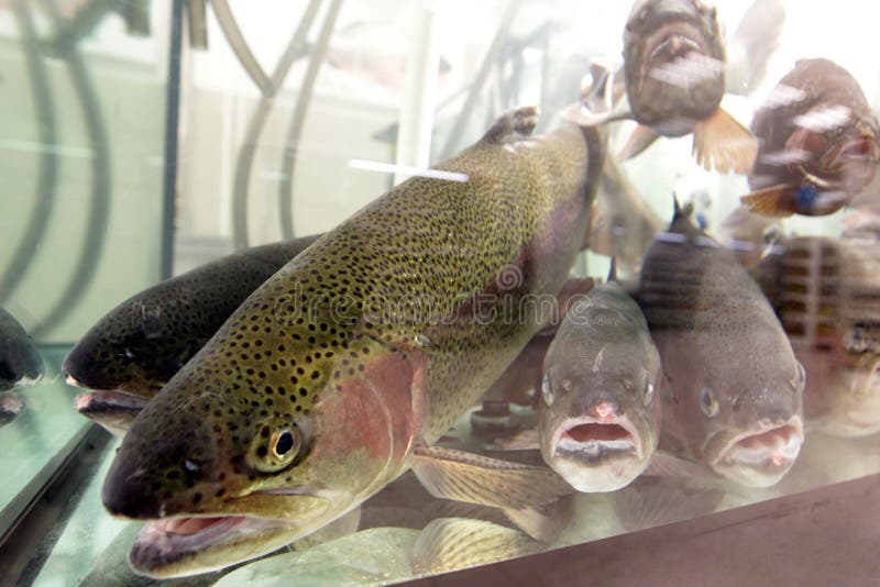 live freshwater fish for sale live freshwater fish for sale