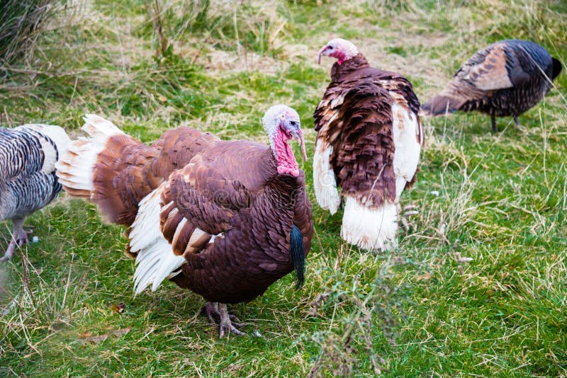 Live Bird Turkeys stock photo. Image of countryside, animals 27649178