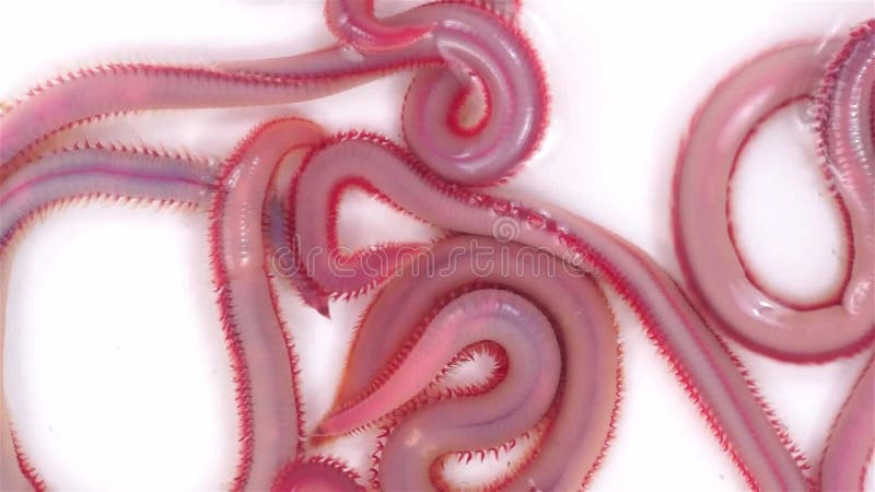 Live Bloodworms Moving in Salt Water Stock Footage - Video of organism,  activity: 44516938
