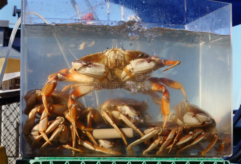 Live Crab da vendere fotografia stock libera da diritti Live Crab da vendere fotografia stock libera da diritti
