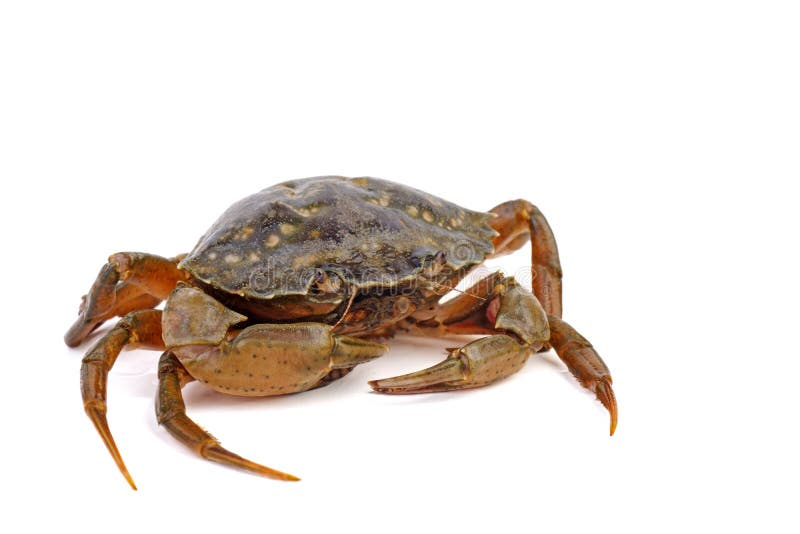 Live Crab on a White Background Stock Image - Image of claw, live